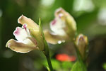 Orquнdeas