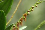 Orquнdeas