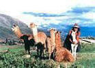 Sacred Valley of the Incas Cuzco