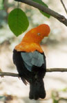 Gallito de las Rocas