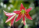 Flor Amarilis