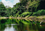 Selva del Amazonas